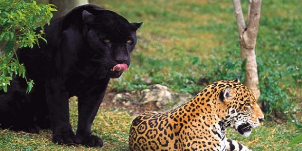Jaguar wil geen Puma op z’n nek